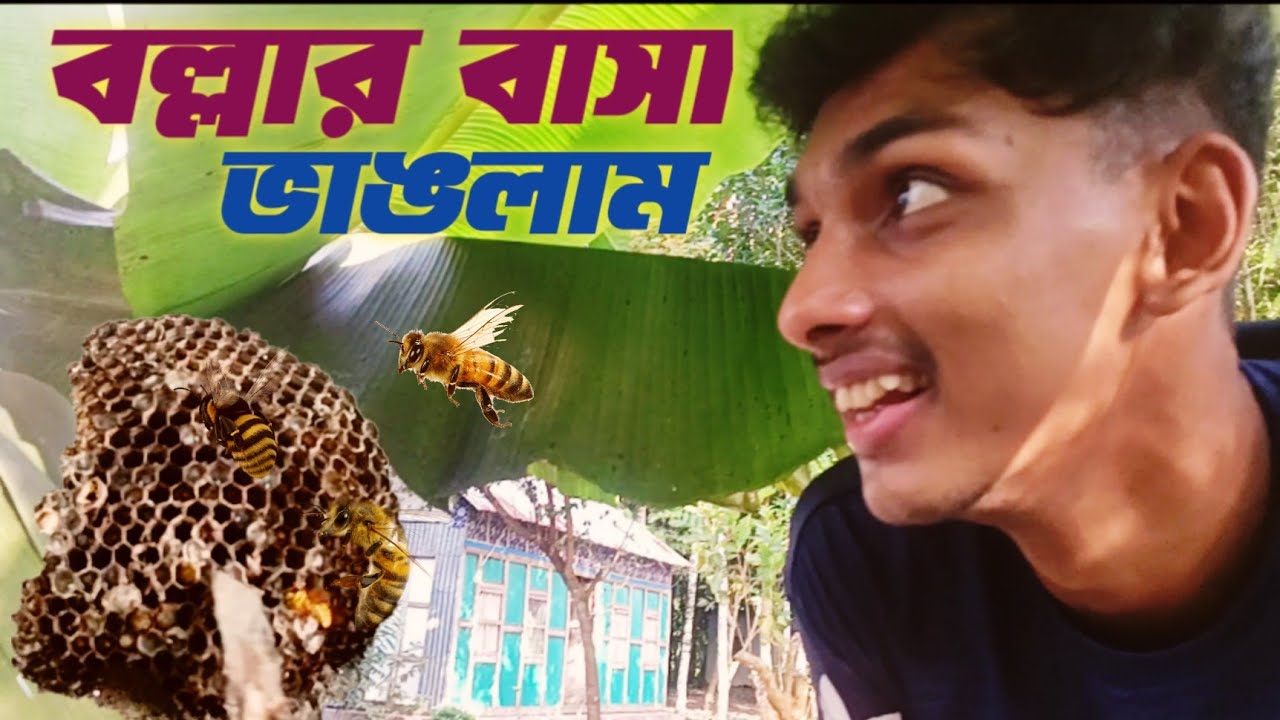 আজকে একটা বল্লার বাসা ভাংলাম || ''Breaking a Giant Hornet Nest Vlog