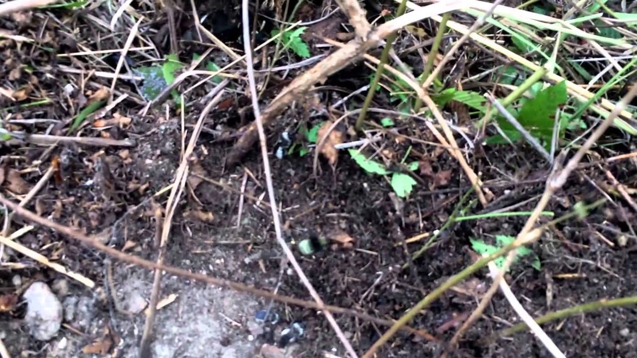 Bumblebee Removal from Ground Nest