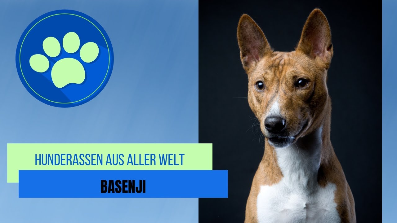 Basenji