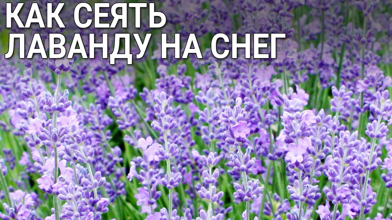 Как сеять лаванду на снег