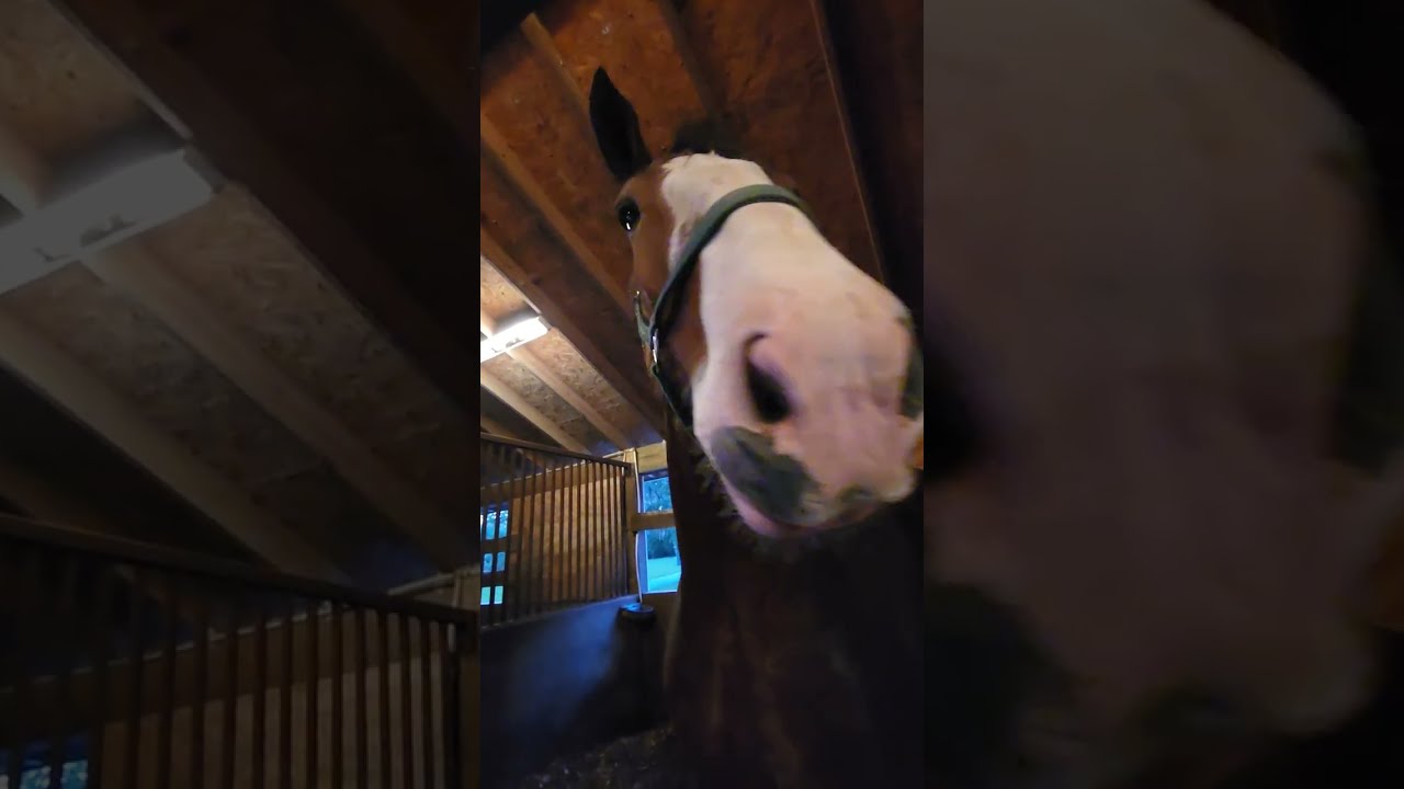 What are our humans doing?? Night check at Grandview Clydesdales. Tucking in our babies