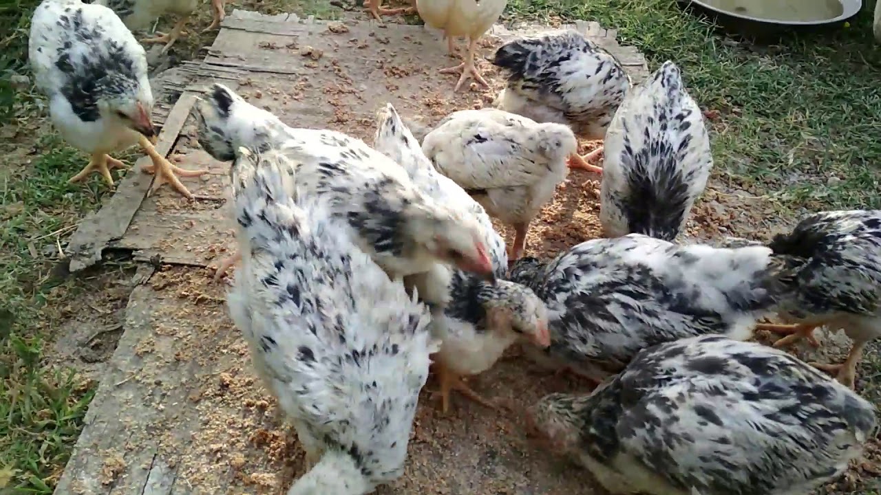 Cüce ölümlerinin esas sebebi ve profilaktik tedbirler(koksidioz)