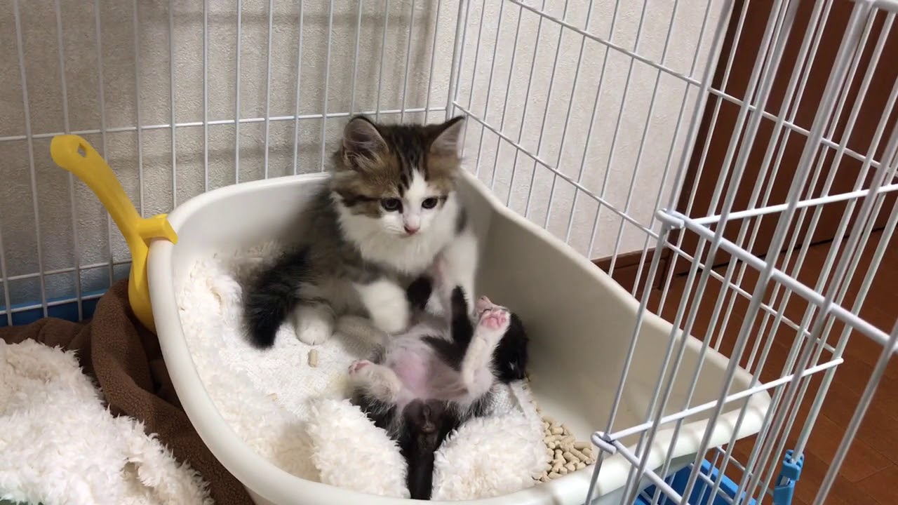 仲良くじゃれる子猫たちに癒される