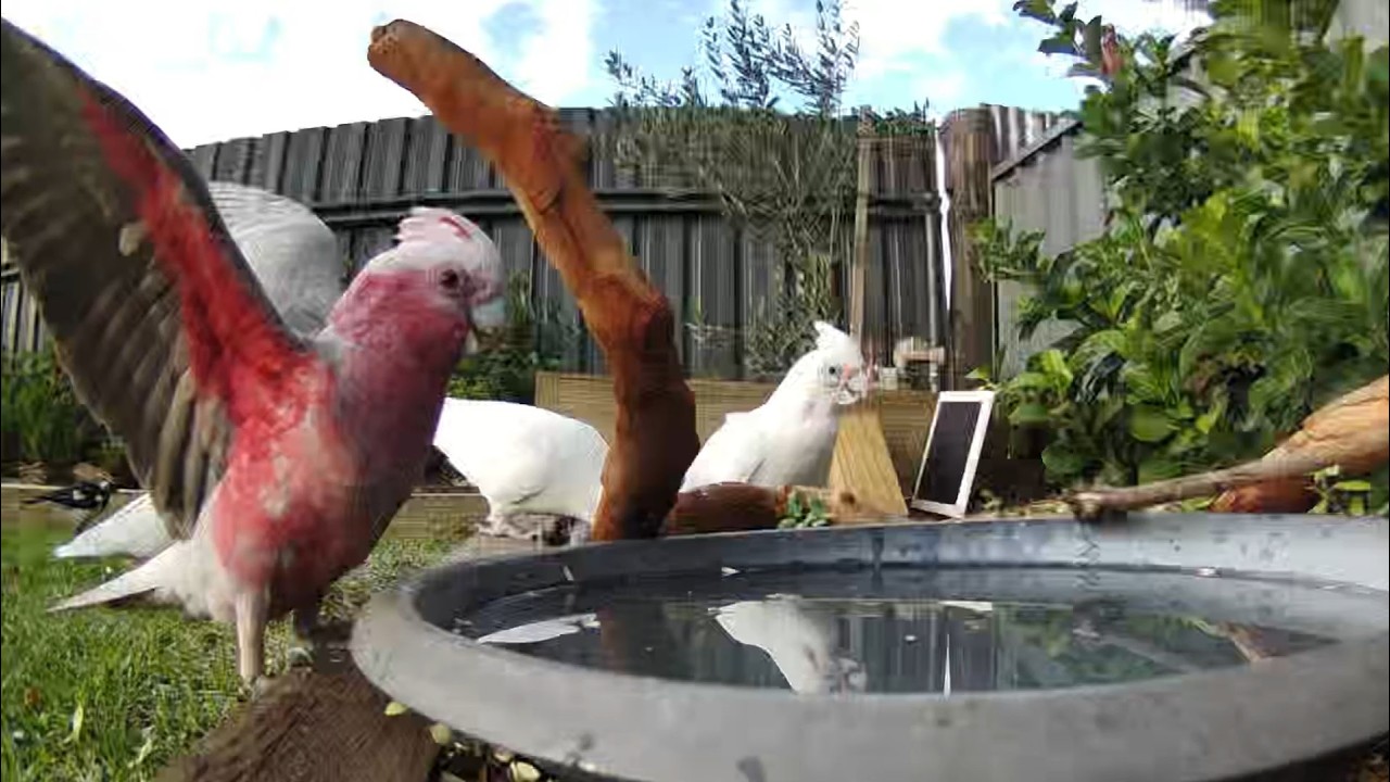 Australian Bird Bath Cam | 23/2/26 | magpie lark | galah | bower bird | lorikeets | crazy  action |