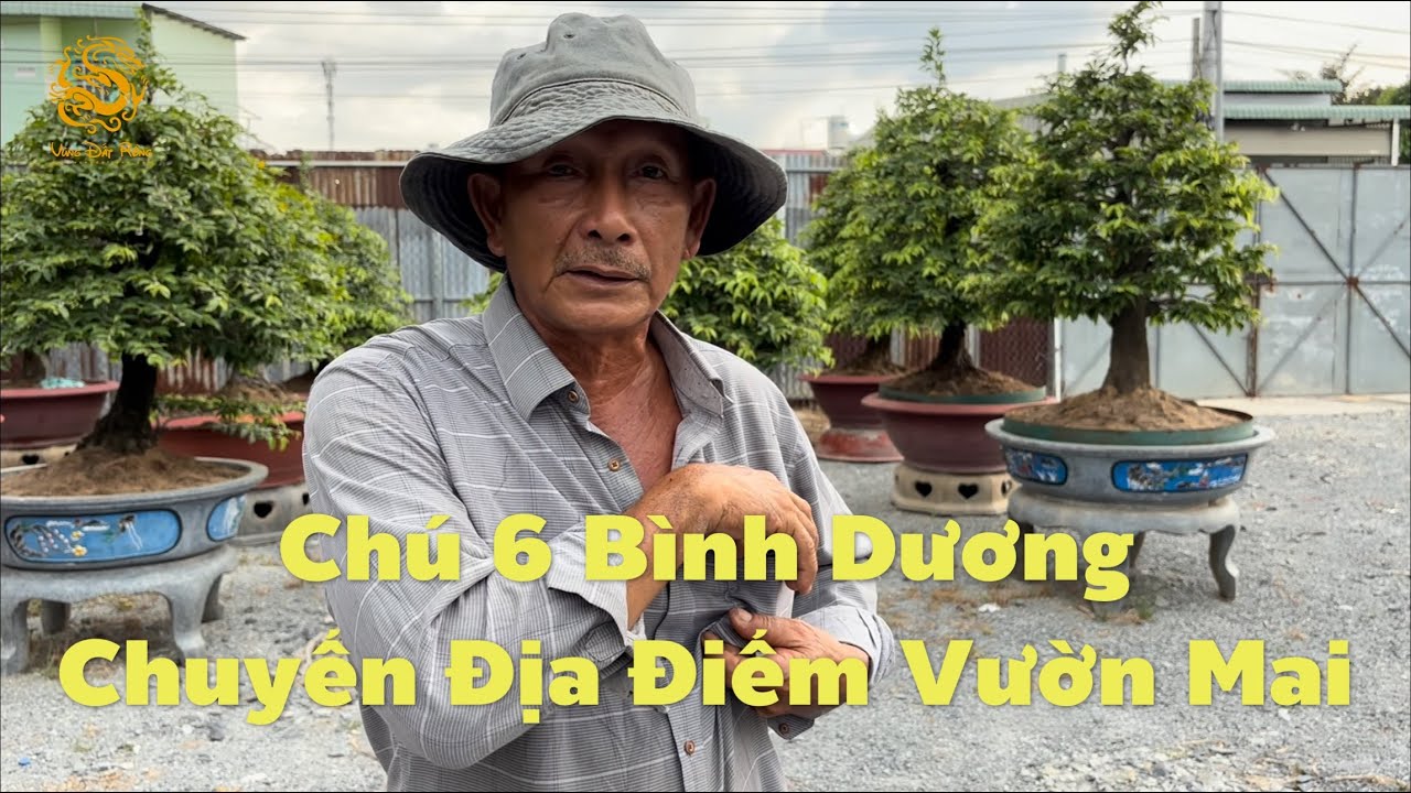 Lần đầu thăm vườn Mai Chú 6 Bình Dương ở địa điểm mới|Vùng Đất Rồng 