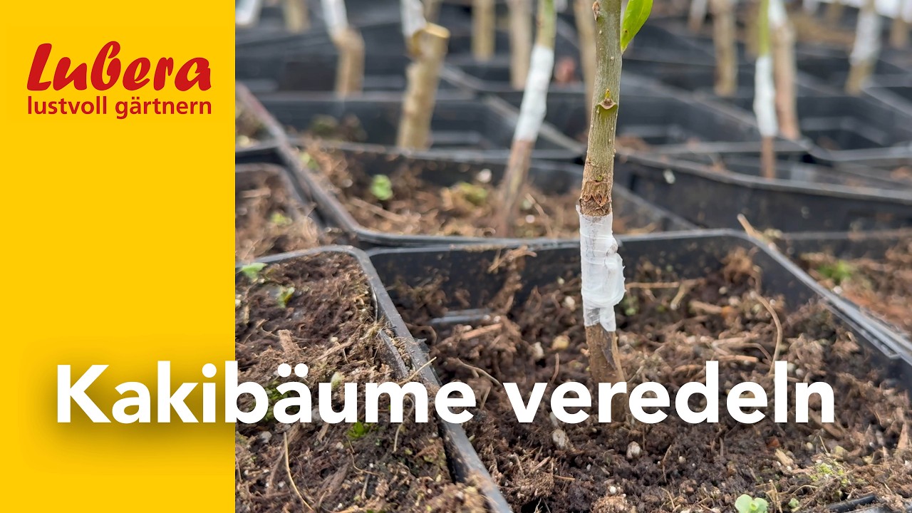 Kaki veredeln: Chip-Budding im Fr&uuml;hjahr einfach erkl&auml;rt