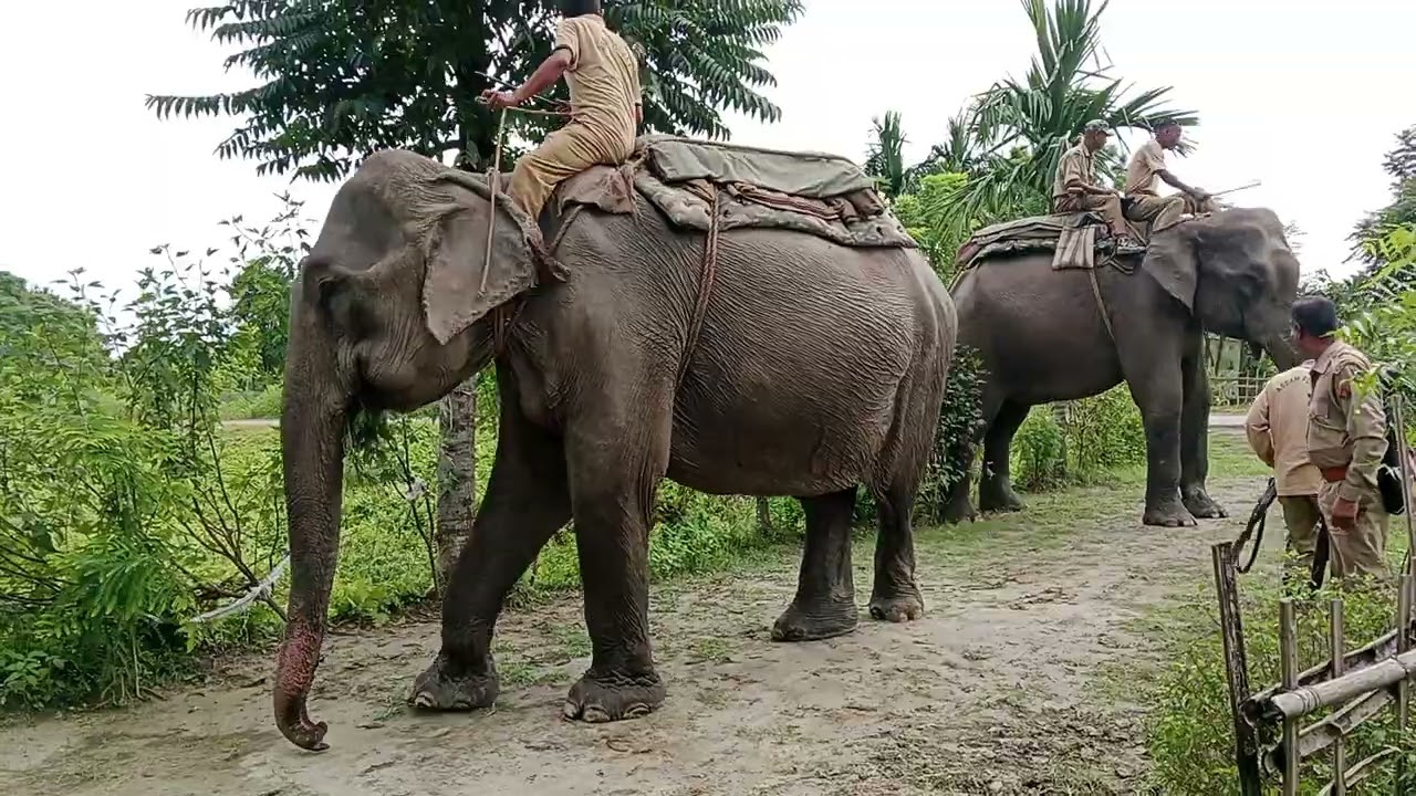 Elephant SAFARI PATROLLING DUTY ✅🐘 MANAS NATIONAL PARK 🐅