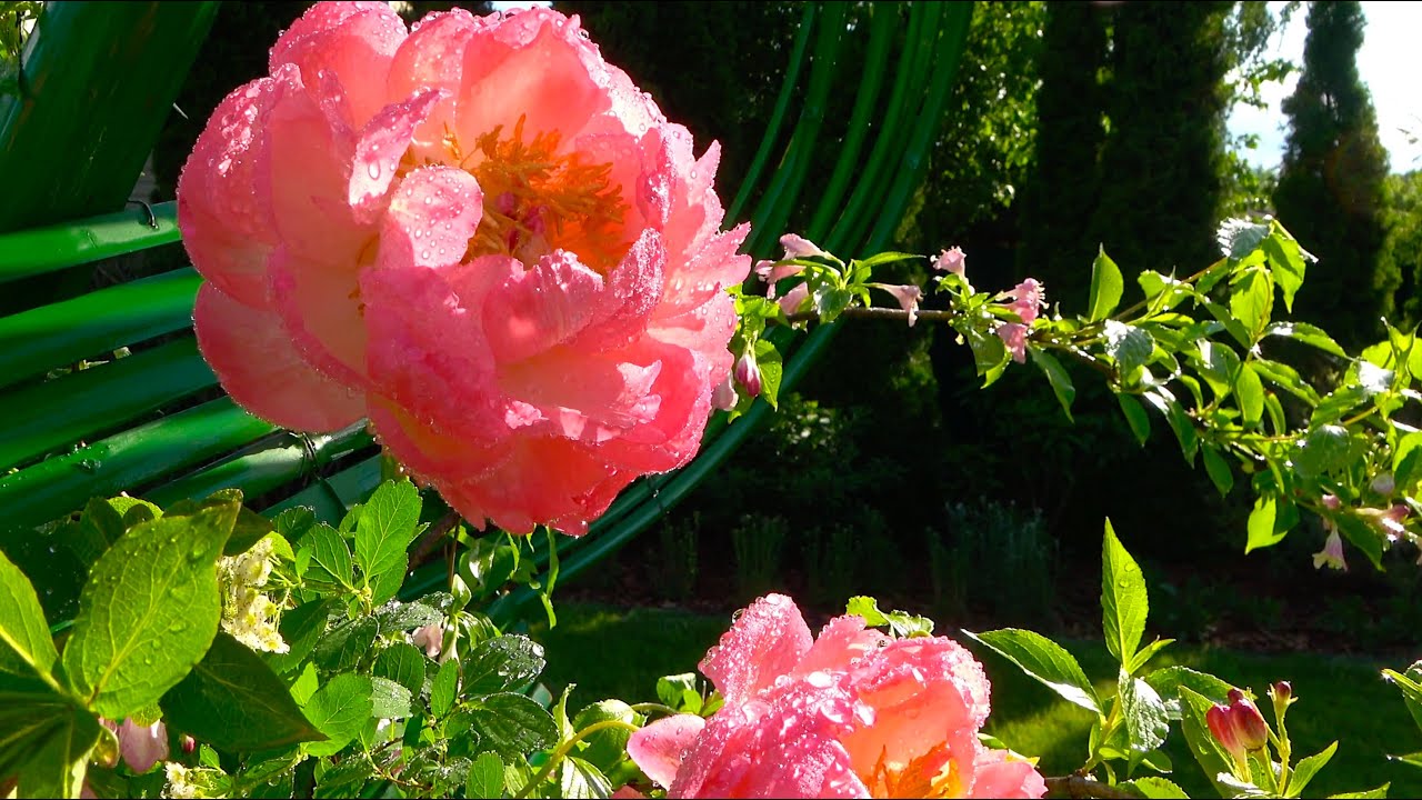 Compositions by Chinara Munduzbaeva and her students dedicated to the Ikebana Day 6 June 2023