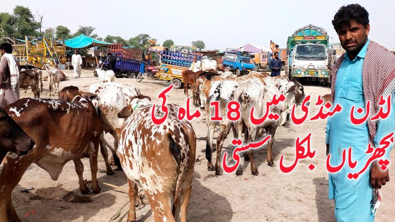 Hiefers for Sale in pakistan Low price hiefers for Sale ||Super tv farming