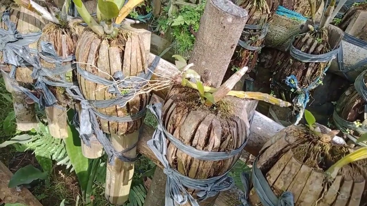 bakit maganda at matataba mga orchids pano daw ako magtanim Anu daw secret ko #panoorin.