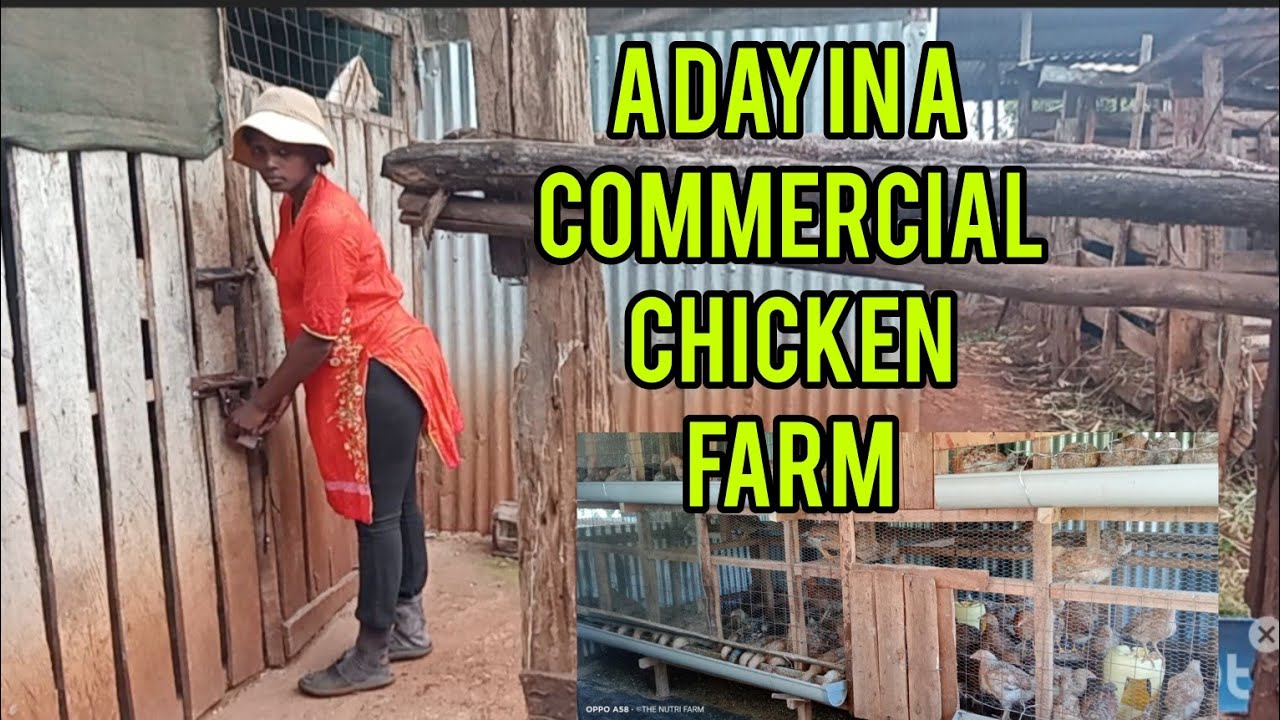 Typical Day in a commercial poultry Farm