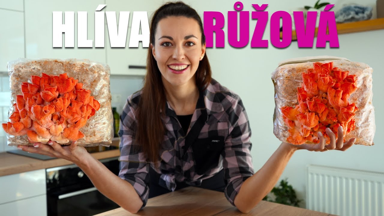 Hlíva růžová pěstování - Za 7 dní bohatá sklizeň!
