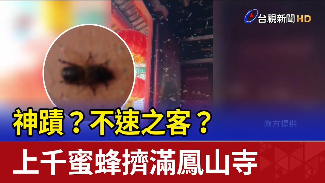 神蹟？不速之客？ 上千蜜蜂擠滿鳳山寺
