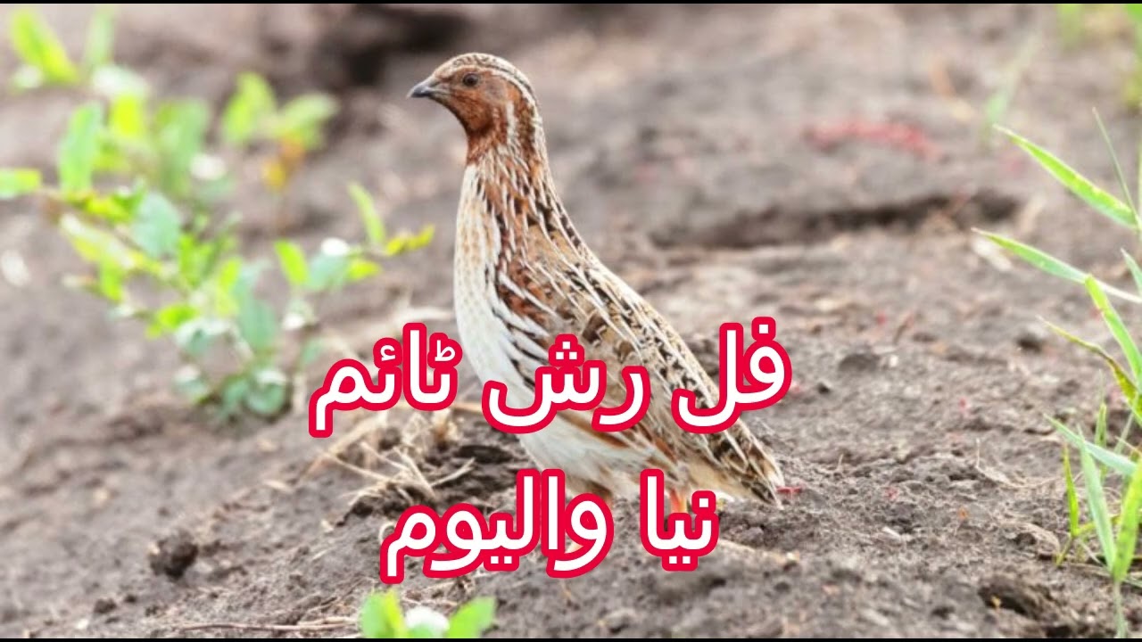 Batair ki Awaz | New Volume | Shikar ke liye . بٹیر کی آواز