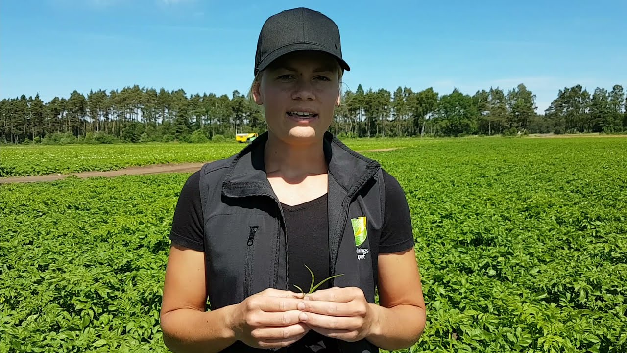 Ogräset hönshirs