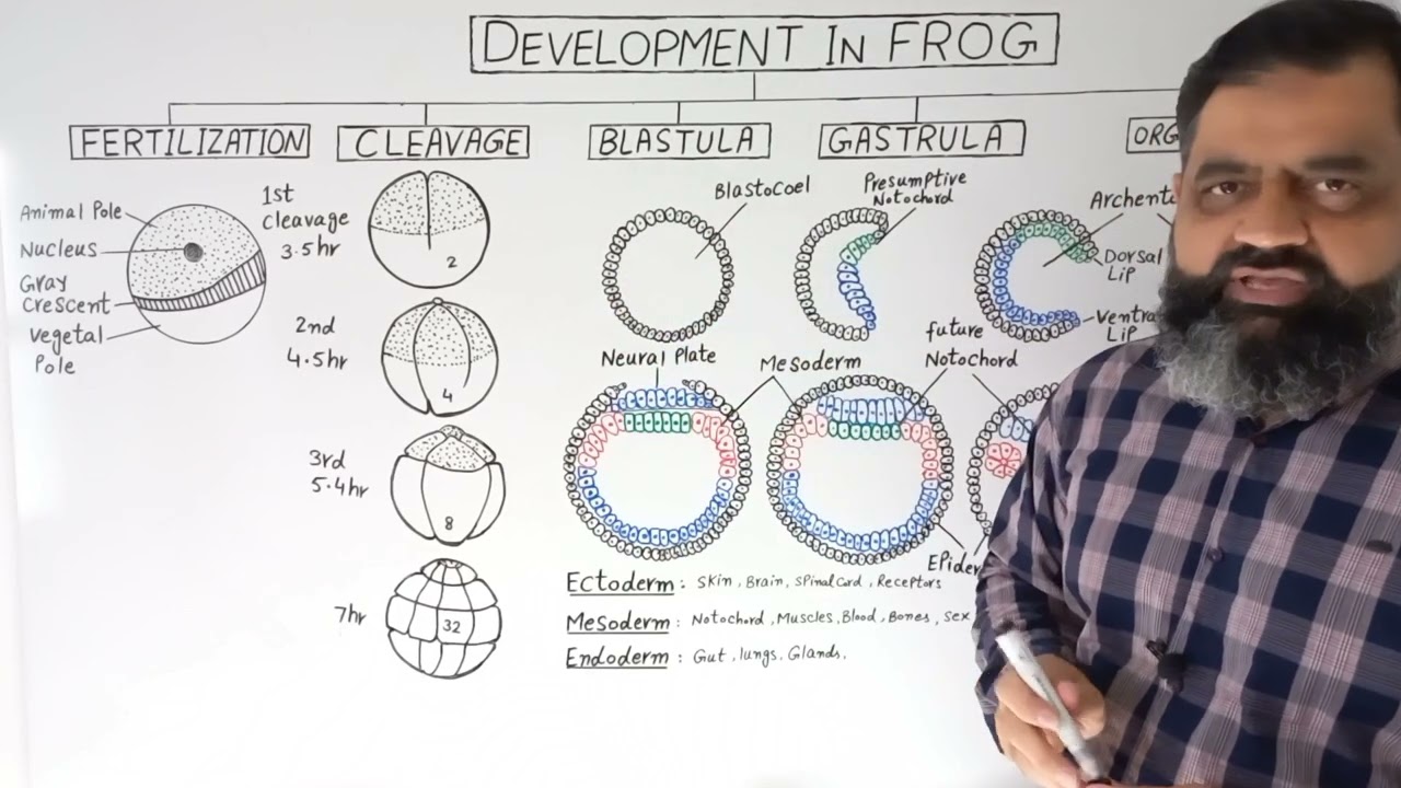 Development in Frog Urdu / Hindi medium @Prof. Masood Fuzail | Gastrulation in Frog Embryo