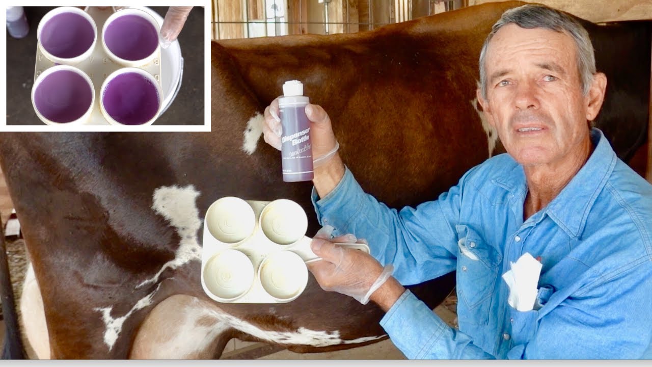 HOW TO TEST YOUR FAMILY MILK COW FOR MASTITIS WITH THE CALIFORNIA MASTITIS TEST