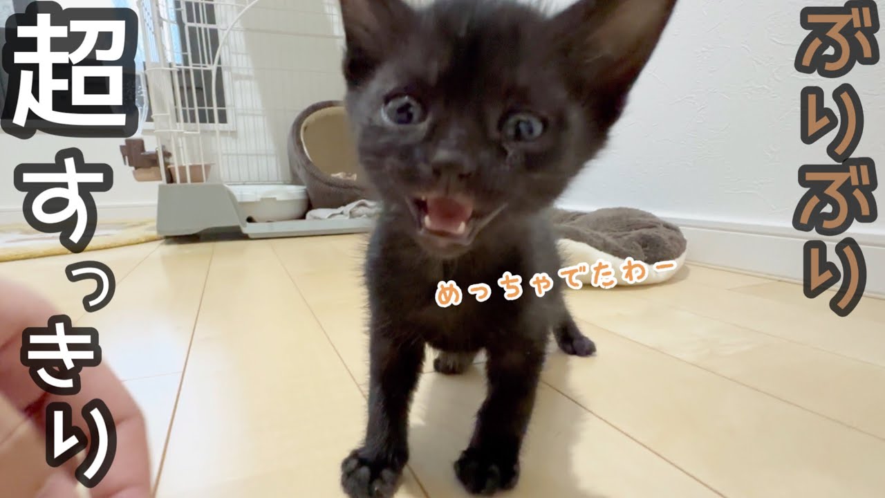 溜まっていたう○ちが大量に出てスッキリした子猫が可愛い！！