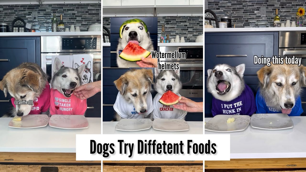 Dogs Try Different Foods