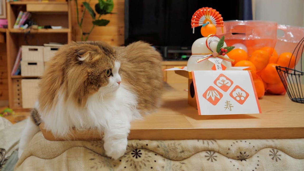 床暖房でぬくぬく暮らす令和の長毛猫。初めてのこたつを楽しむ