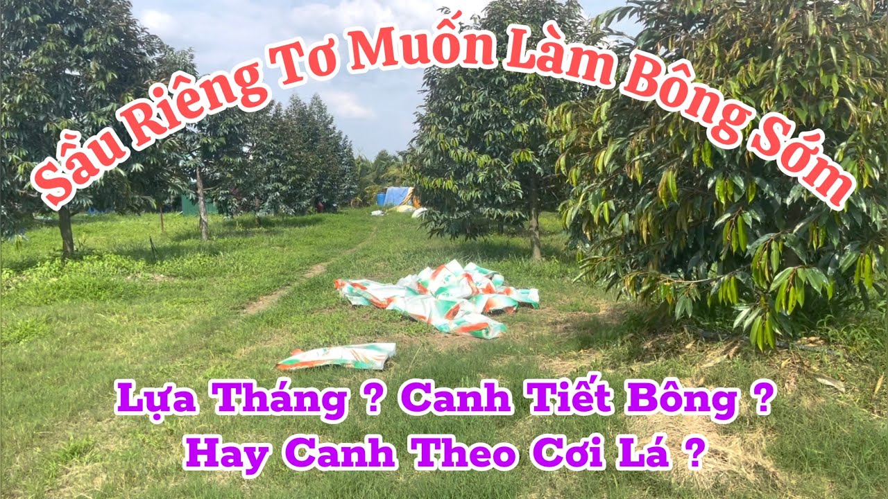 Canh Tiết Bông - Lựa Tháng - Và Canh Cơi Lá Để Làm Bông SR Sớm | Kỹ Thuật Nông Nghiệp