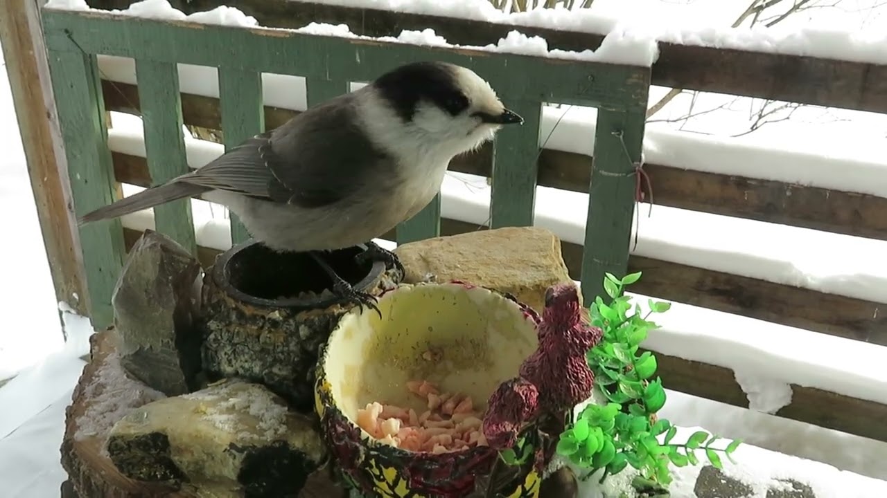 Vidéo du 12 janvier 2026 et Mésangeai du Canada, Mésange à tête noire et Sittelle à poitrine rousse