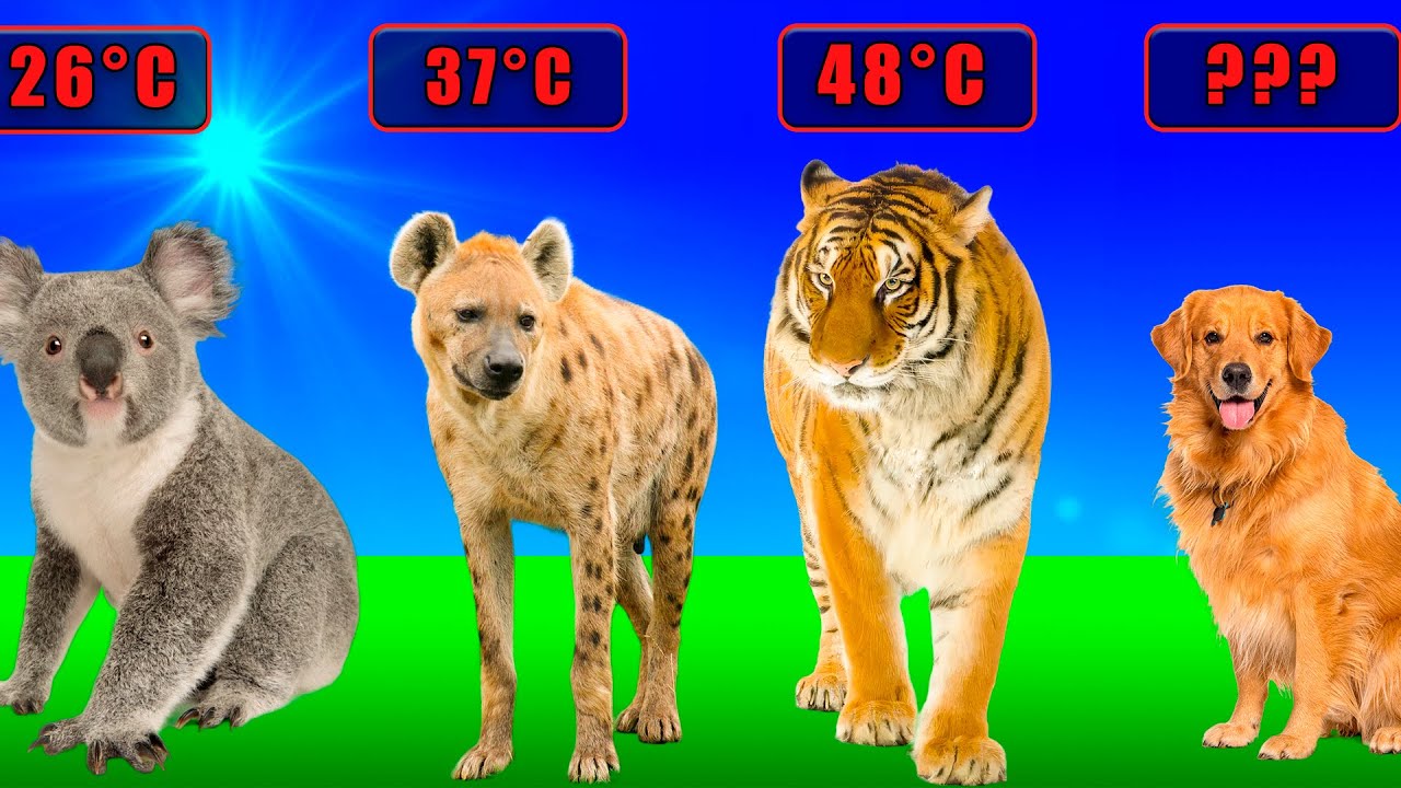 🐾 Animals by Heat Resistance: Who Fails First in Heat?