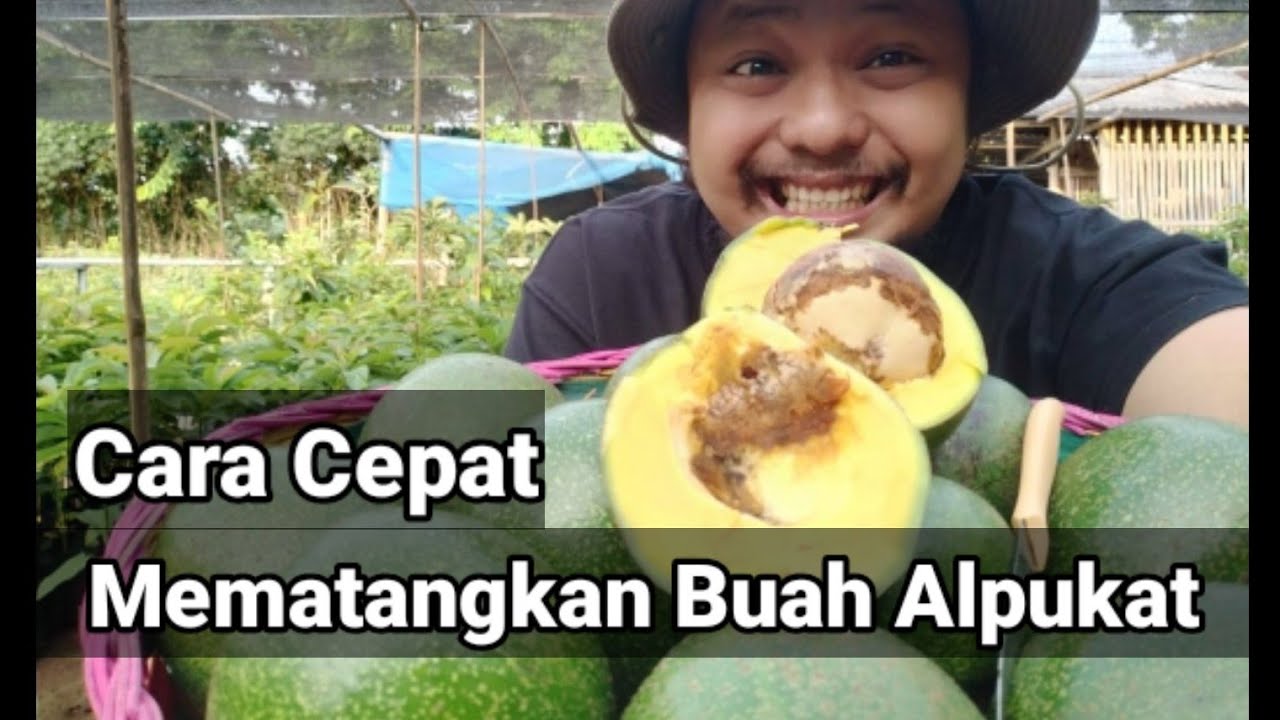 Tips Singkat Mematangkan Buah Alpukat cipedak atau Miki