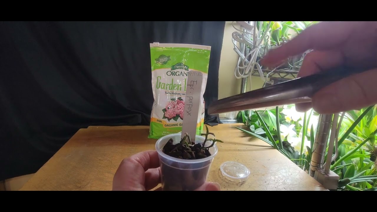 Easy calcium for your Orchids, Rick L way!