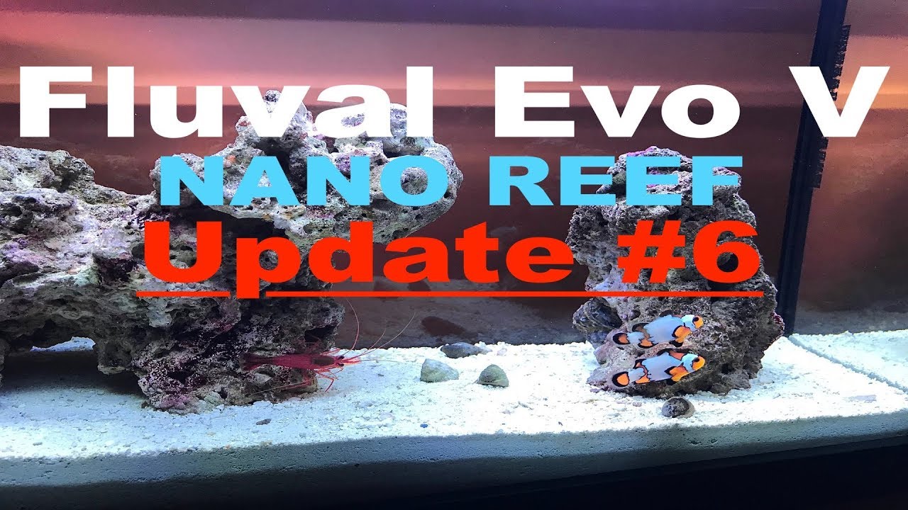 Fluval Evo V Nano Reef Update #6 - Snowflake Clownfish Pair