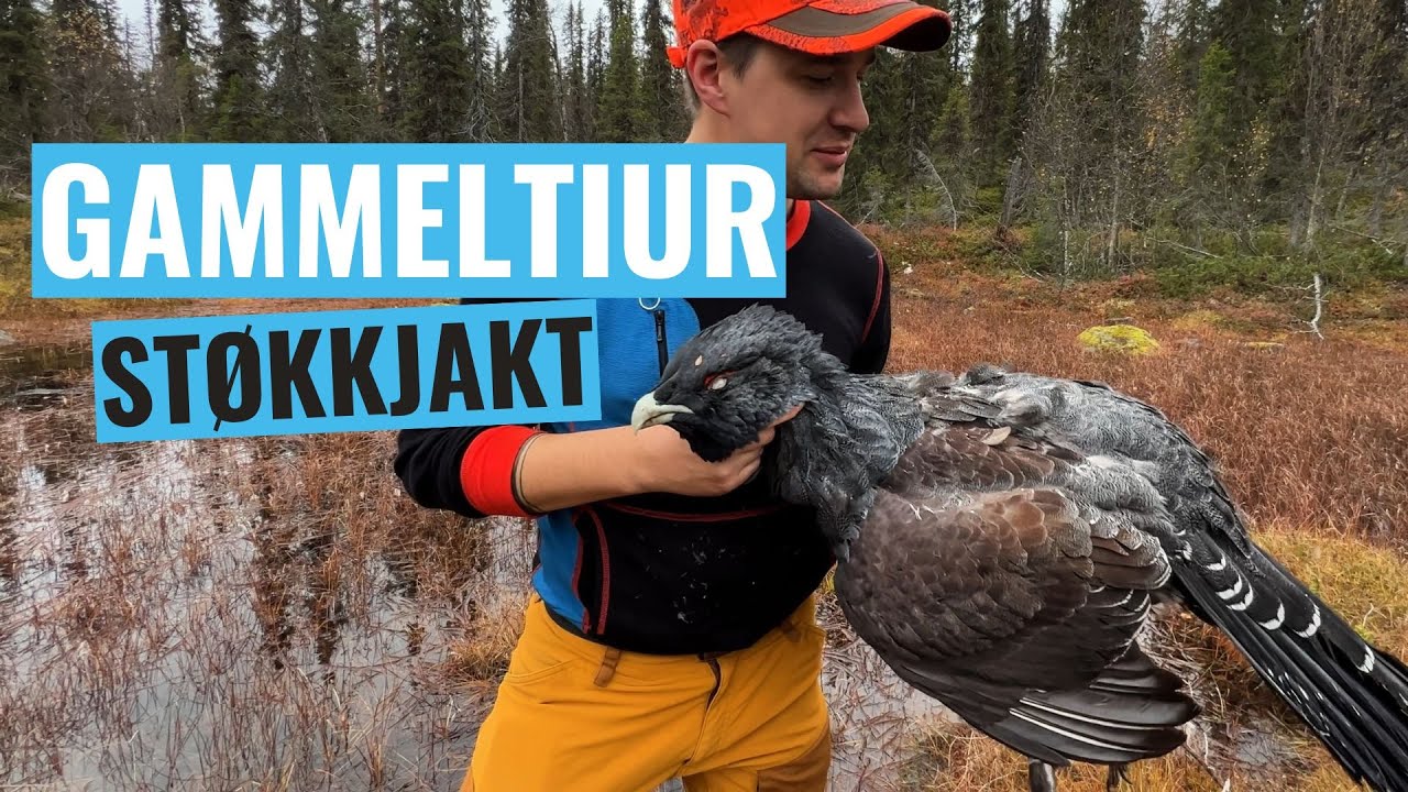 Støkkjakt på tiur (#8)