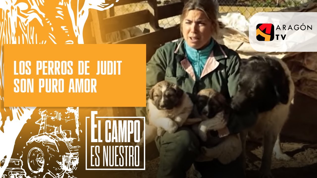 Advertencia a sensibles: los perros de Judit son puro amor
