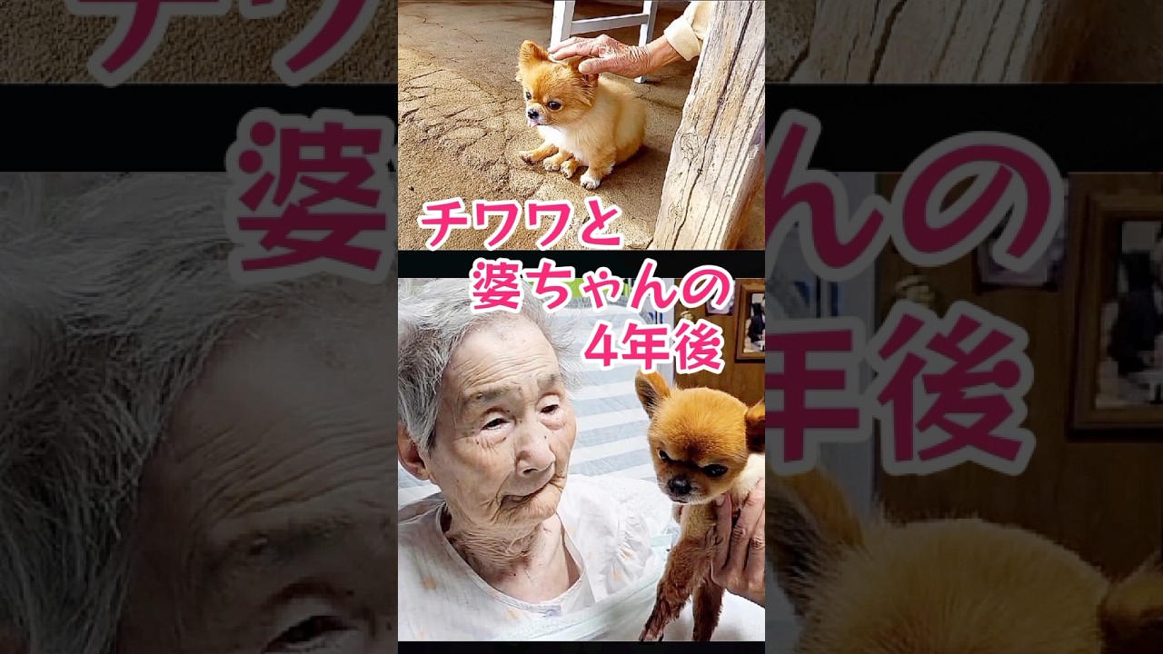 ㊗️75万再生！チワワを勘違いしてる婆ちゃん！4年後また聞いてみた！#チワワ #funny