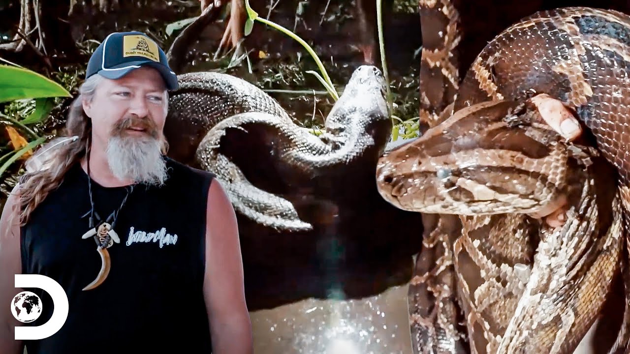 Duas das maiores pítons que foram caçadas por Dusty | Caçadores de Pítons | Discovery Brasil
