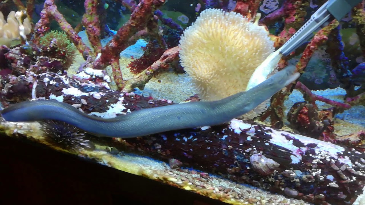 Moray eel feeding / Mur&auml;nenf&uuml;tterung (Gymnothorax tile)