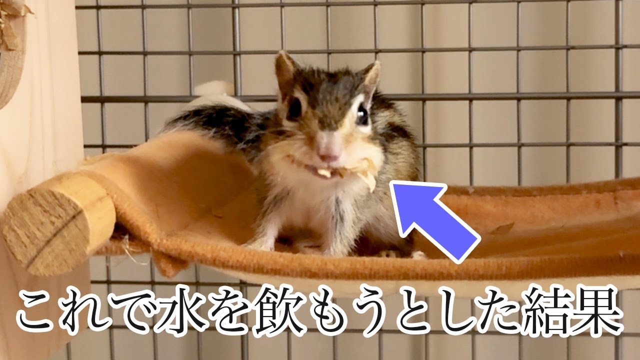 【シマリス】口いっぱいな状態で水を飲もうとして苦戦するリス