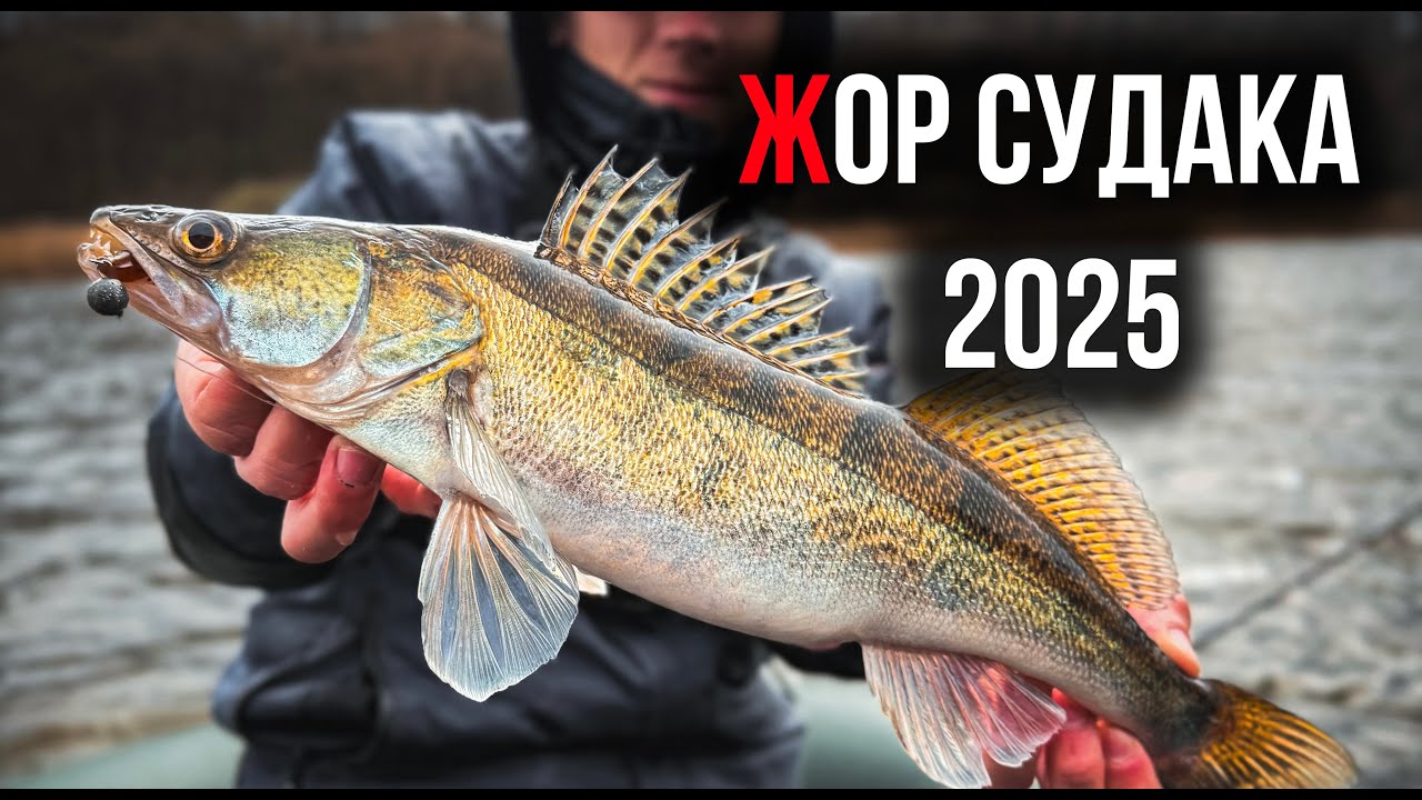СУДАК РОЗРИВАЄ ПРИМАНКИ! Весняний Жор Судака на БУГУ Розпочався! ВІНИИЦЯ 2025!