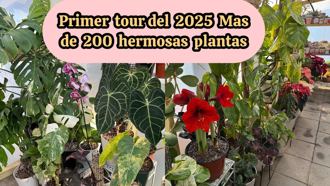 Mas de 200 hermosas Plantas,suculentas y cactus Primer recorrido del 2025