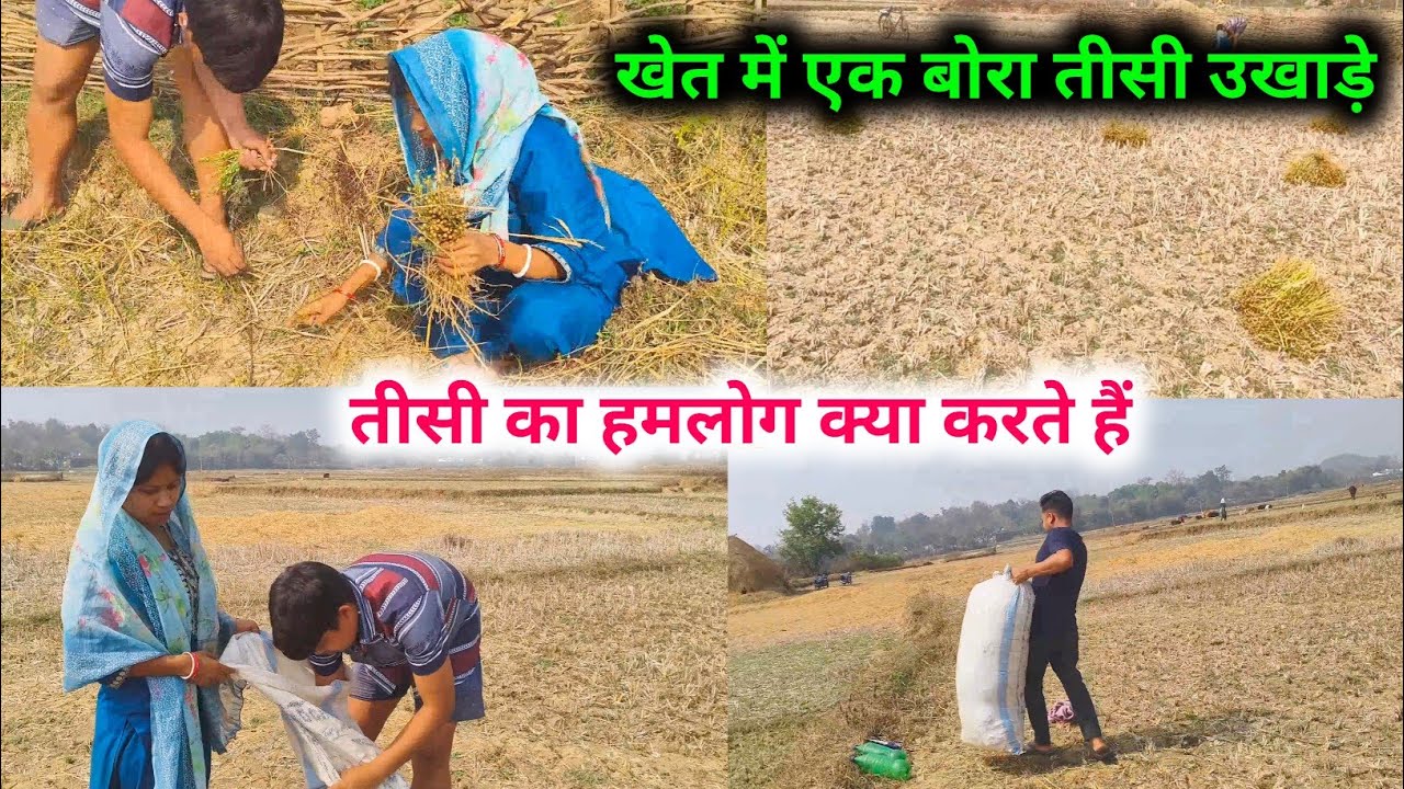 खेत में आज एक बोरा तीसी उखाड़े, तीसी का हमलोग क्या करते हैं ?? 😱😱 @sunitaranjanvlogs4042 