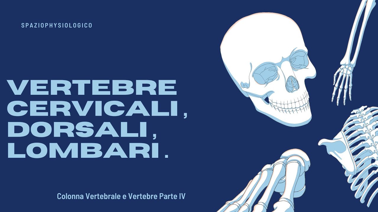 Vertebre Cervicali , Dorsali e Lombari . (Colonna Vertebrale e Vertebre Parte IV)