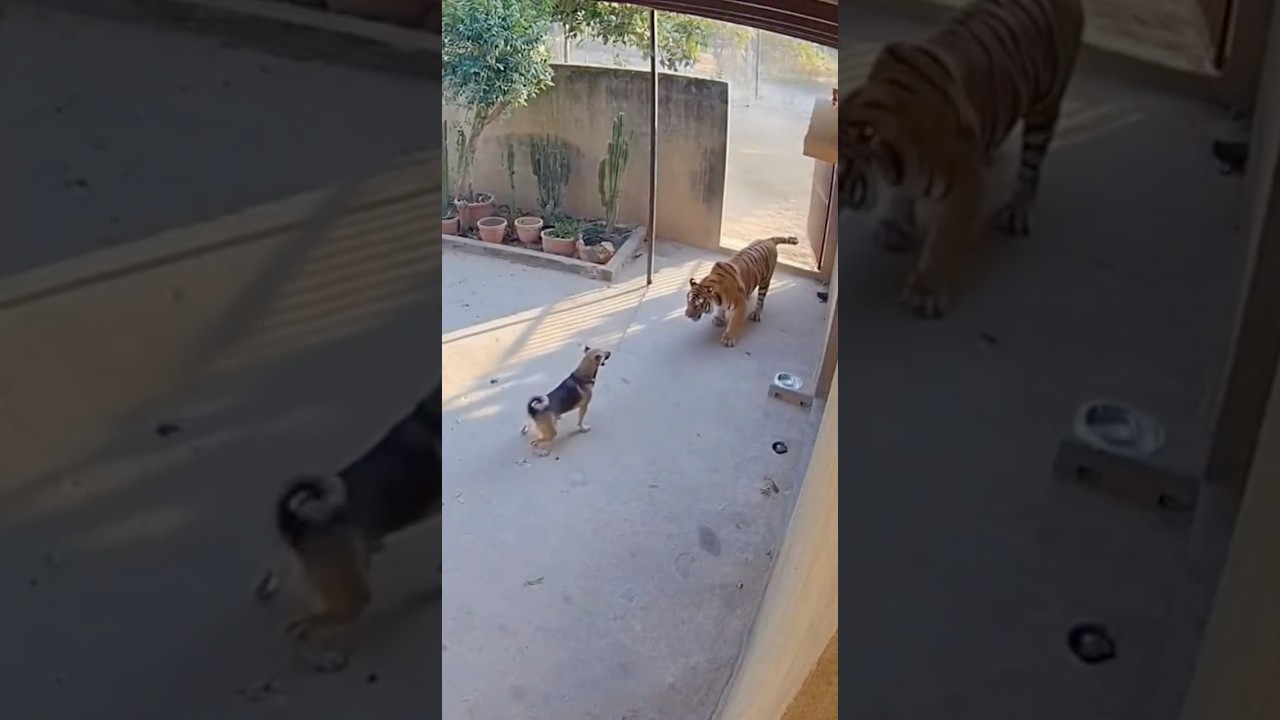 Brave Dog Faces a Tiger Alone — Incredible Real Footage! 