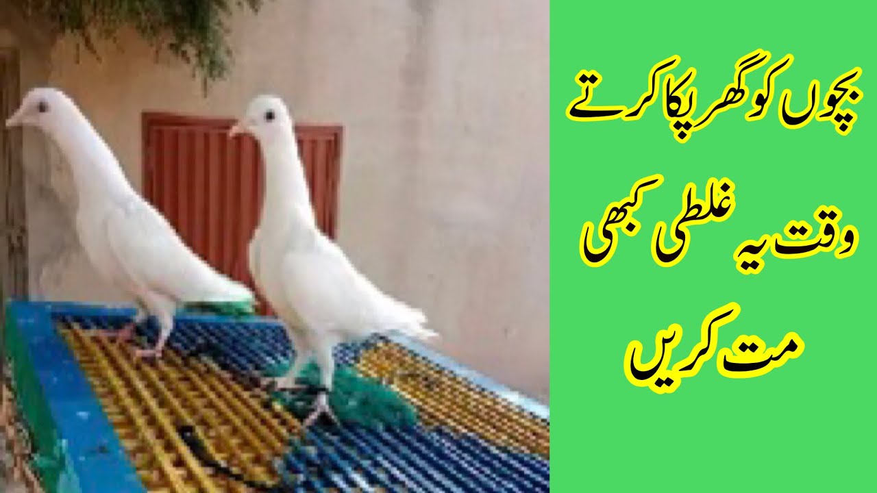 New Bachy Ghar Pakky Karny Ka Tarika || Kabootar K Bachon Ko Paka Karna || Afzaal Pigeons