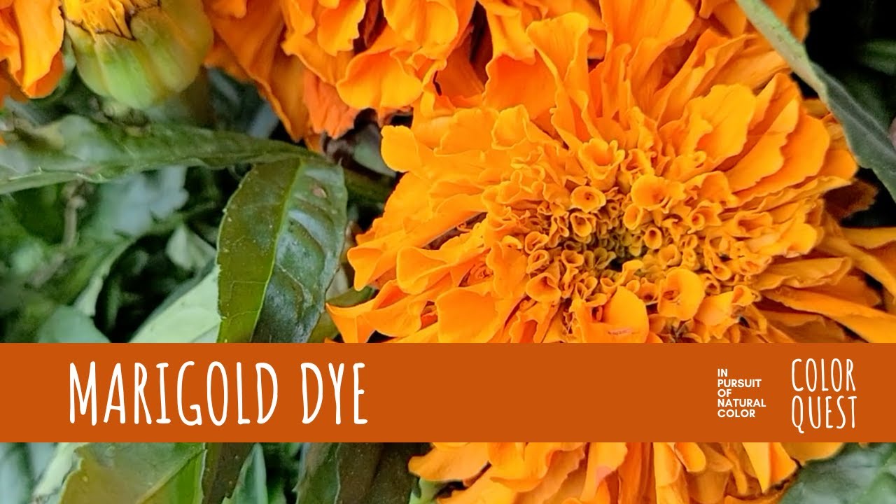 HOW TO MAKE NATURAL DYE WITH MARIGOLD | ORGANIC COLOR | YELLOW ORANGE |  BOUQUET | RECYCLE