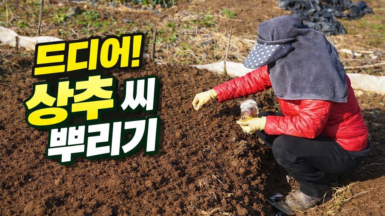 드디어 봄이와서 본격적인 농사를 시작하는 앵그리 할매. 오늘은 상추,얼갈이 배추 씨 뿌리는 날!!