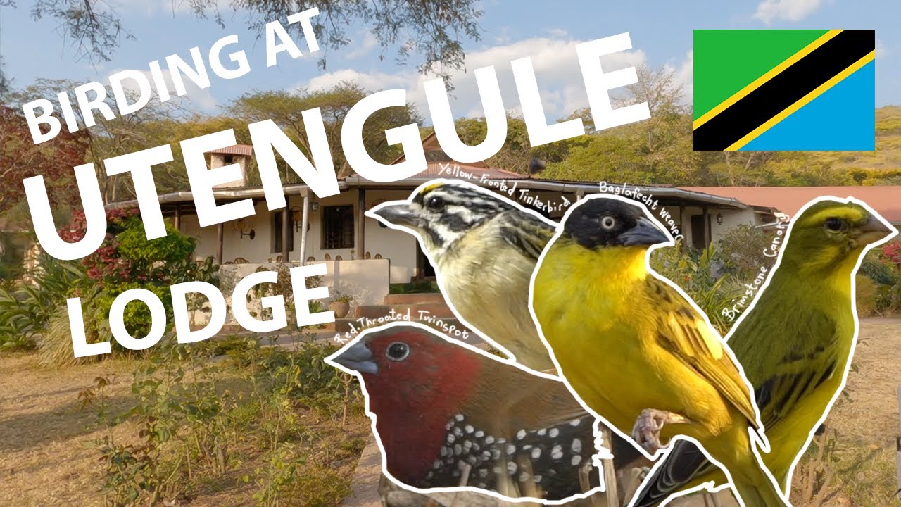 Birding in Tanzania, Utengule Coffee Lodge