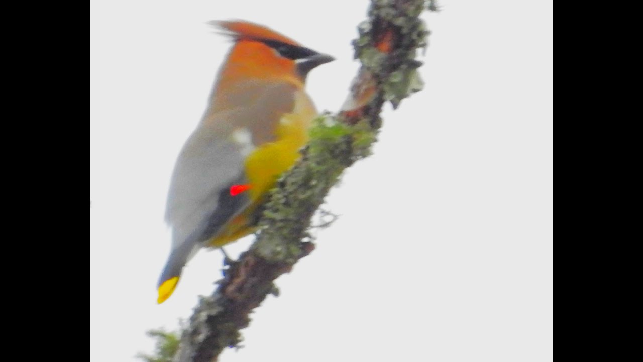 Cedar Waxwing (Bombycilla cedrorum) Timucuan Ecological and Historical Preserve