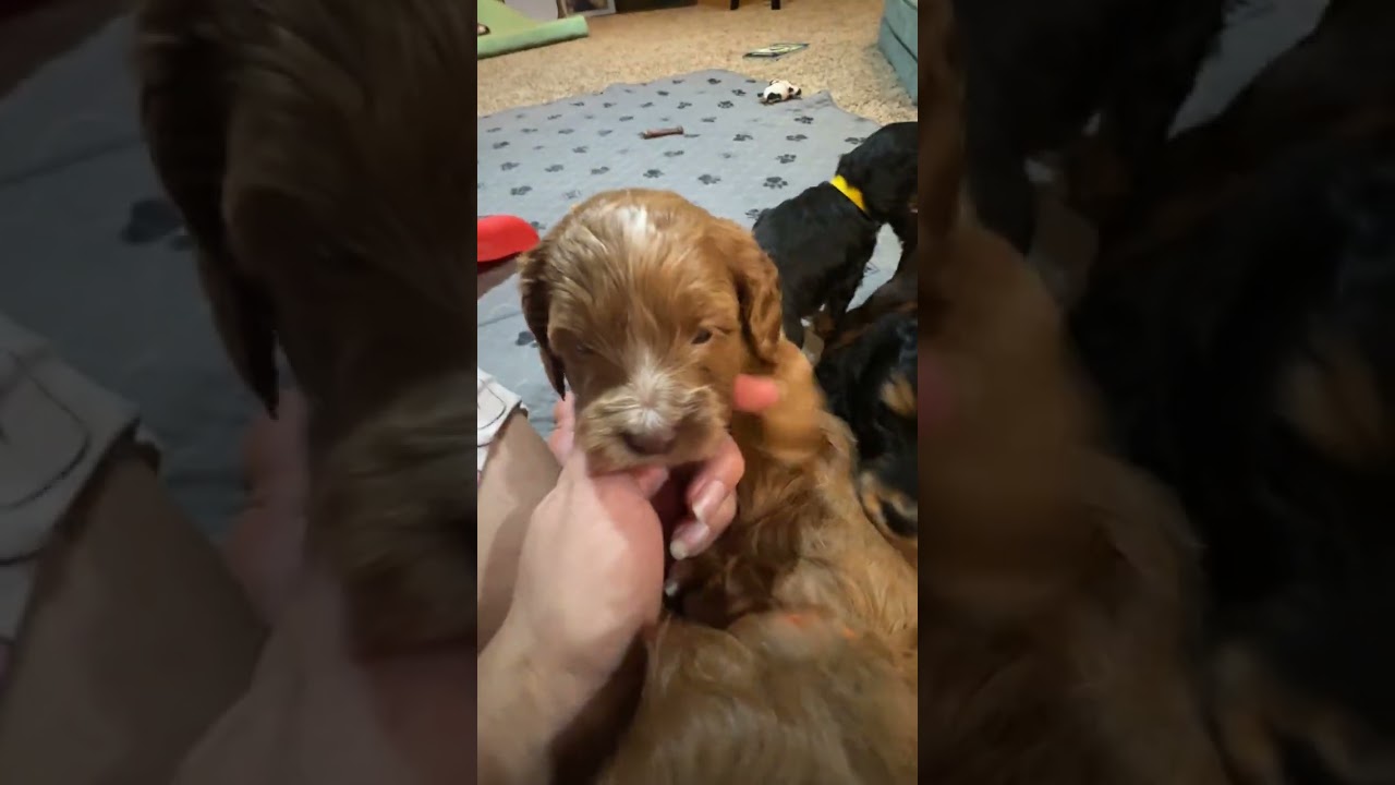 Maxine x Jive pups at 4 wks