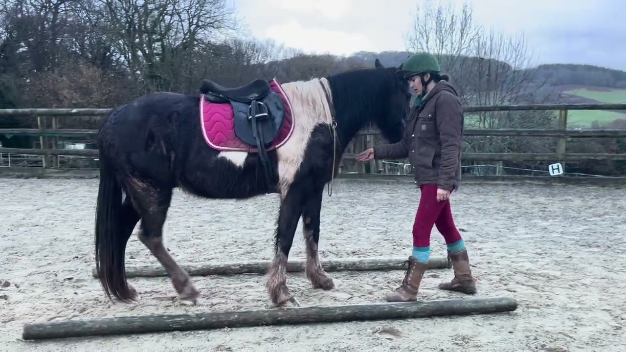 Hazel & Fidget Equi