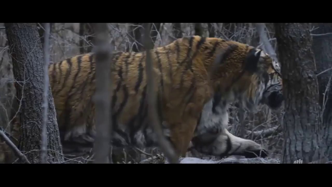 The white tiger metal - Tiger Mountain