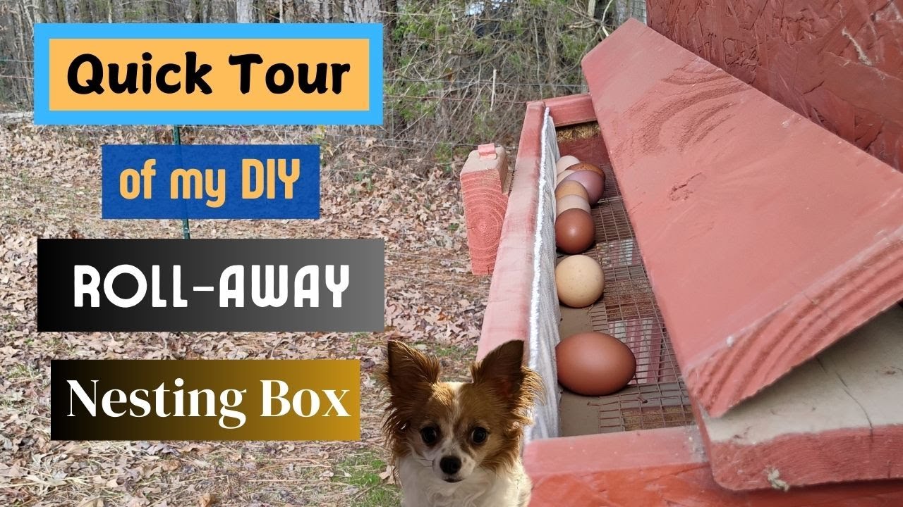 Roll Away Egg Nesting Box - DIY #diy #chicken #egg